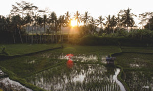 luna de miel en bali